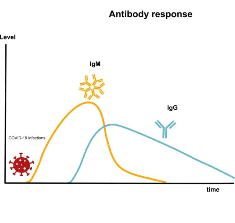 SARS-CpV-2感染後の免疫反応で、破壊ウイルスに対する抗体：IgMおよびIgGを産生する。