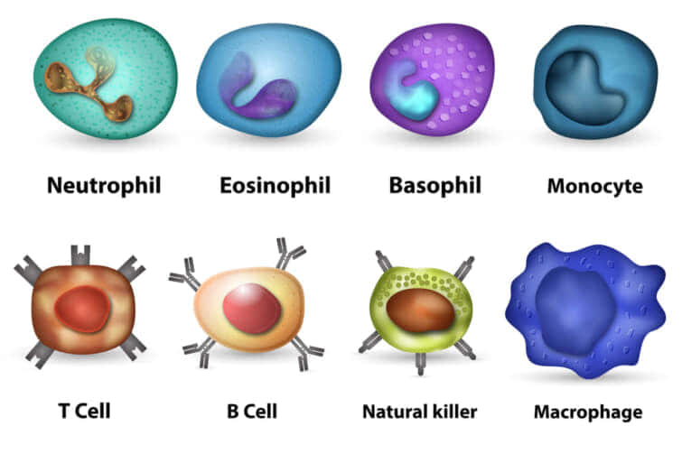 ヒトの主な白血球の概要