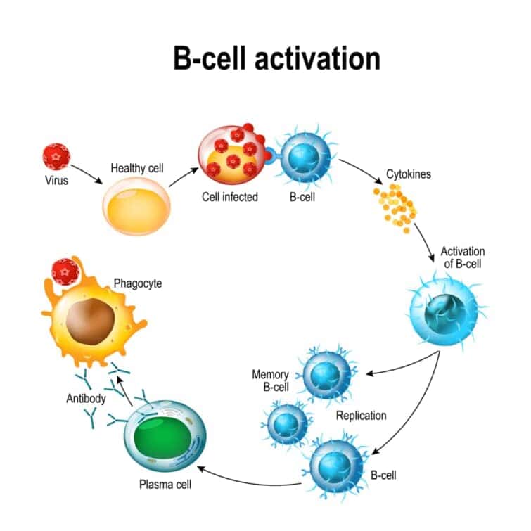 B細胞白血球の活性化：リンパ芽球，活性化，記憶性B白血球，ウイルス，血漿細胞，抗体，抗原，およびナイーブリンパ球
