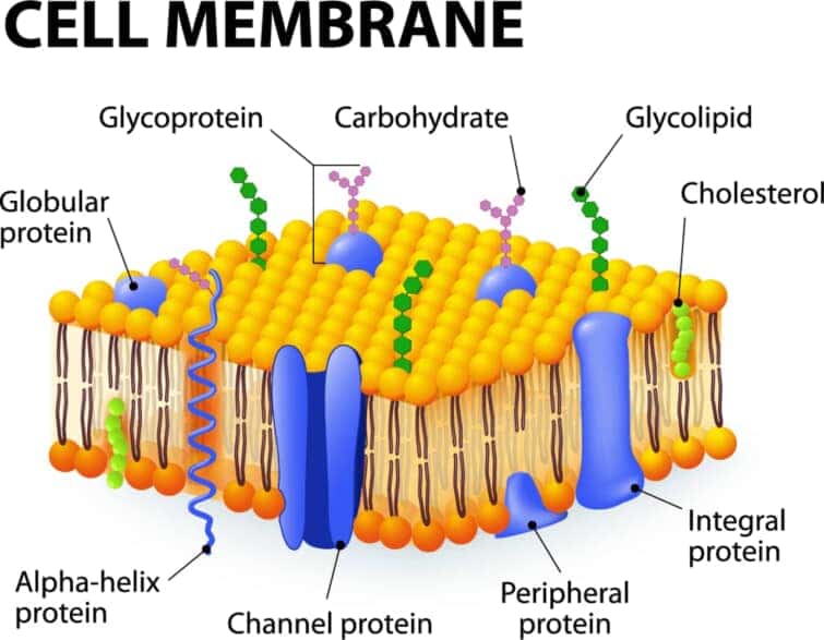 細胞膜の詳細なモデル図