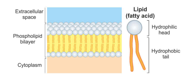 細胞膜の脂質二重構造と親水基疎水基