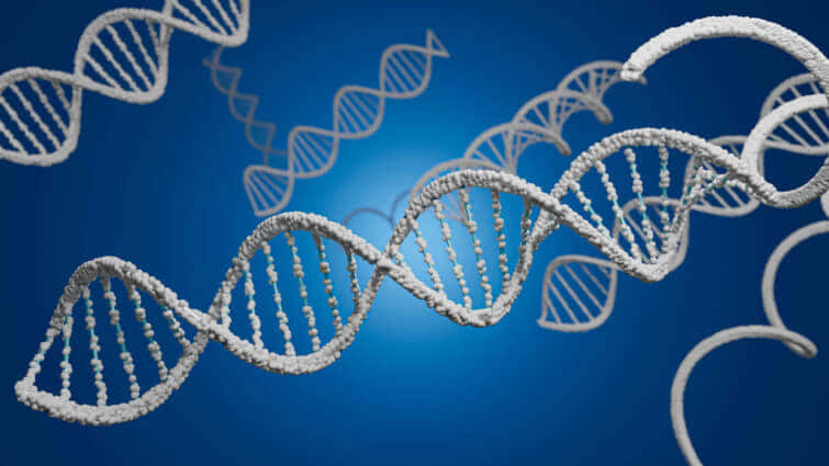 ヒトのDNA構造を3Dレンダリング