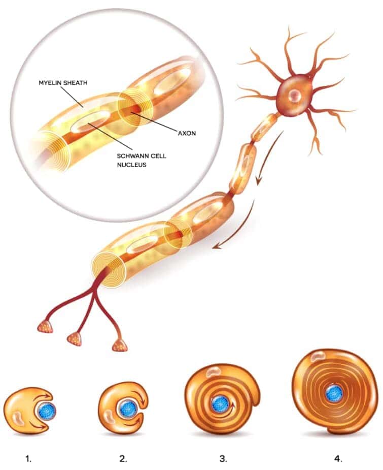 ニューロンの解剖図イメージと軸索周辺のミエリン鞘形成