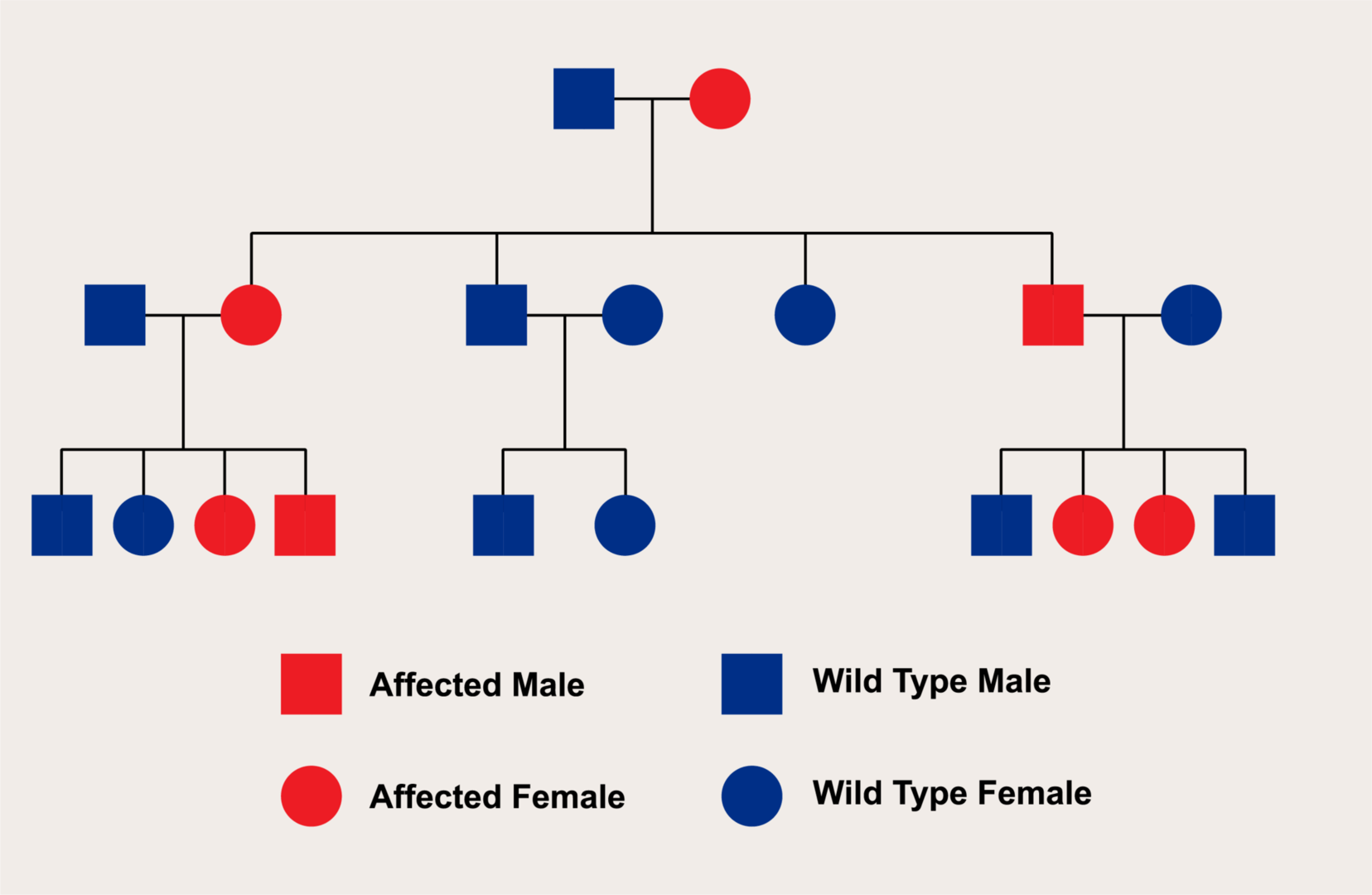 Ｘ染色体連関優性遺伝の家系図例