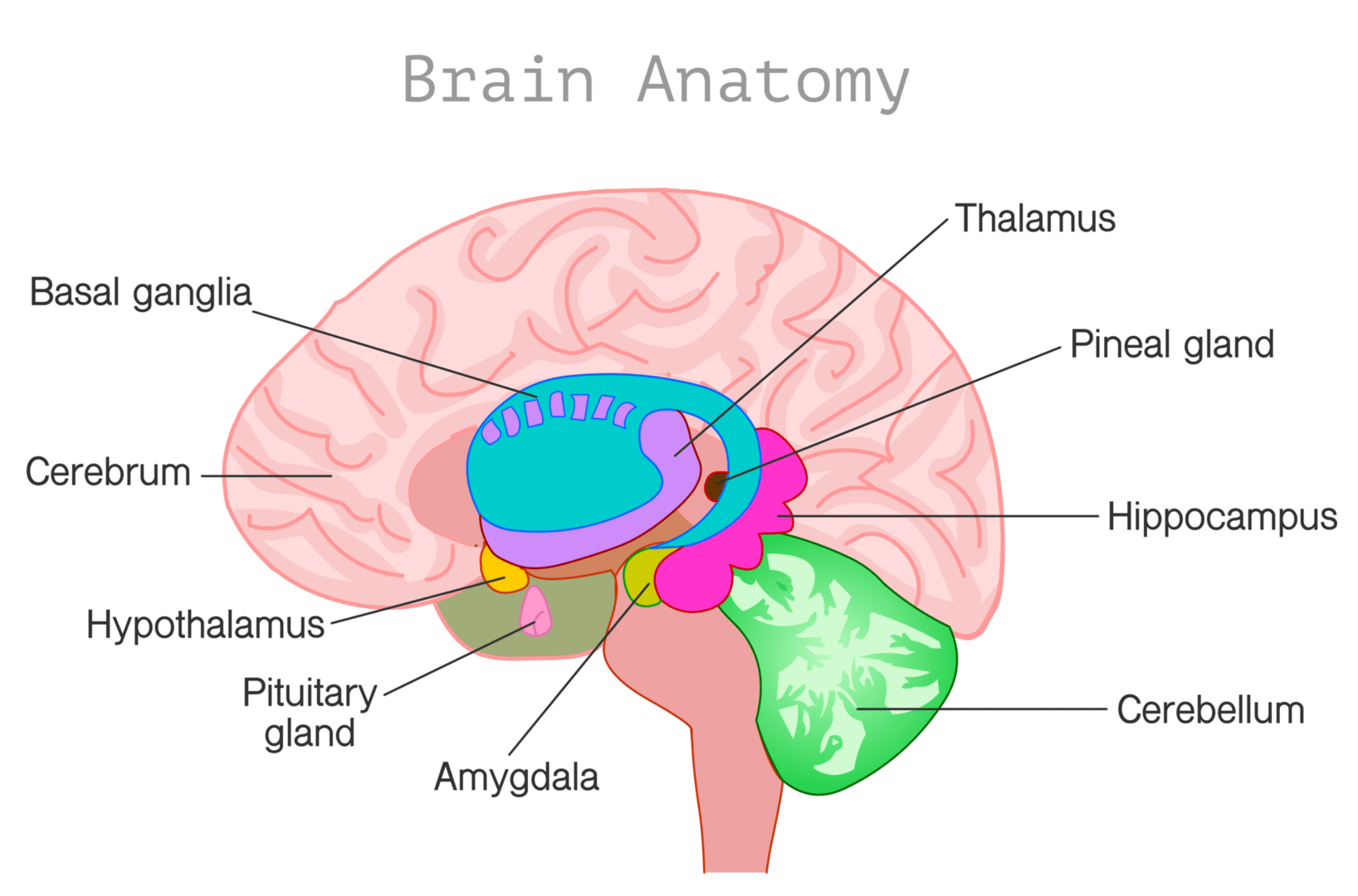 脳の構造　脳下垂体　視床下部　