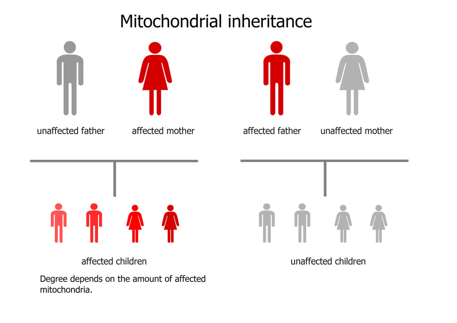 ミトコンドリア遺伝