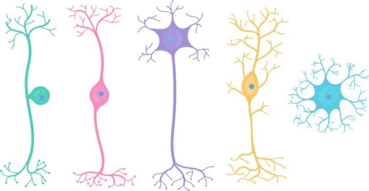 基本ニューロン型