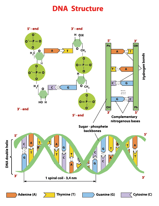 DNA構造：ヌクレオチド、リン酸塩、糖及び塩基。DNA教育のベクター画像情報の図。DNA鎖らせん分子らせん。