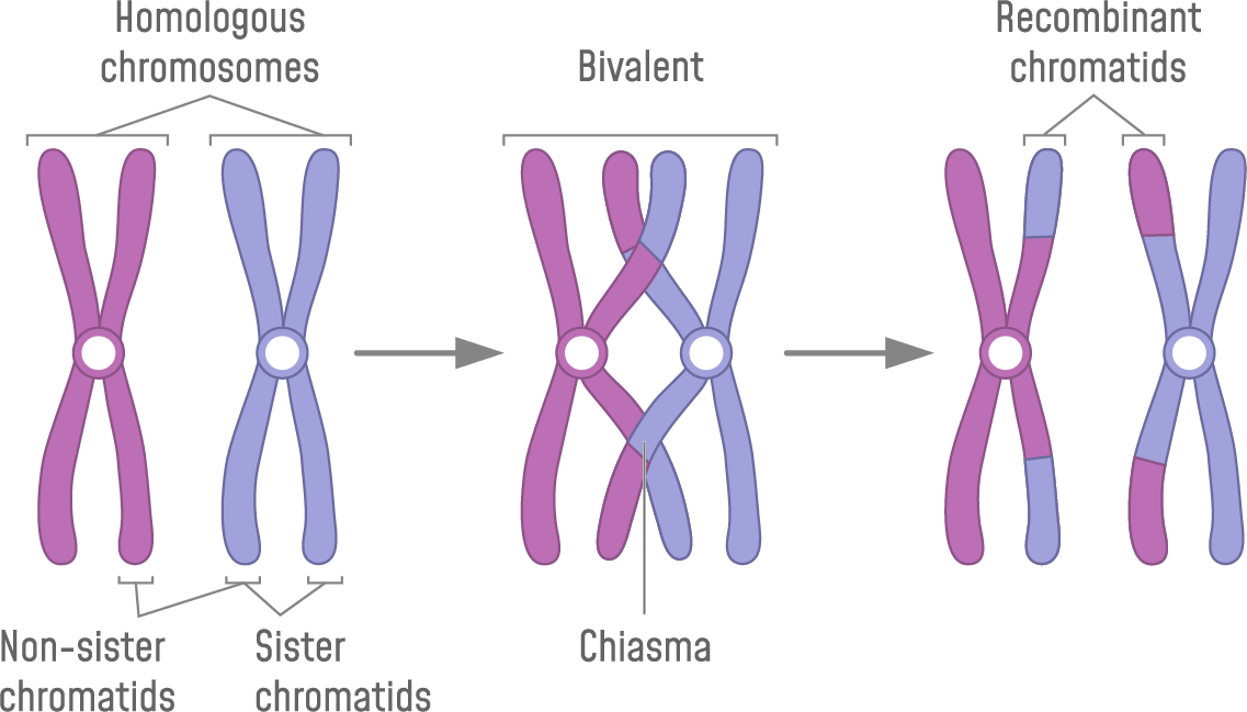 複製された相同染色体対と交差。乗り換えは遺伝子組み換えを引き起こす過程です。