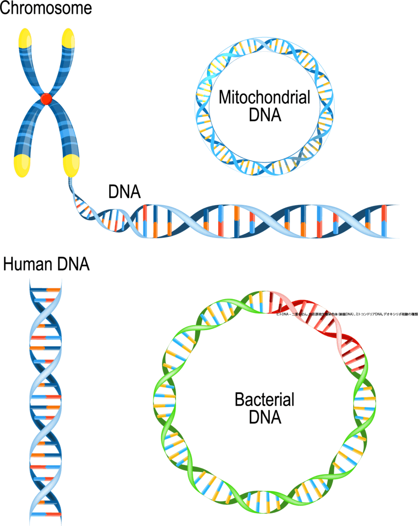 ヒトミトコンドリア細菌のDNAの形状