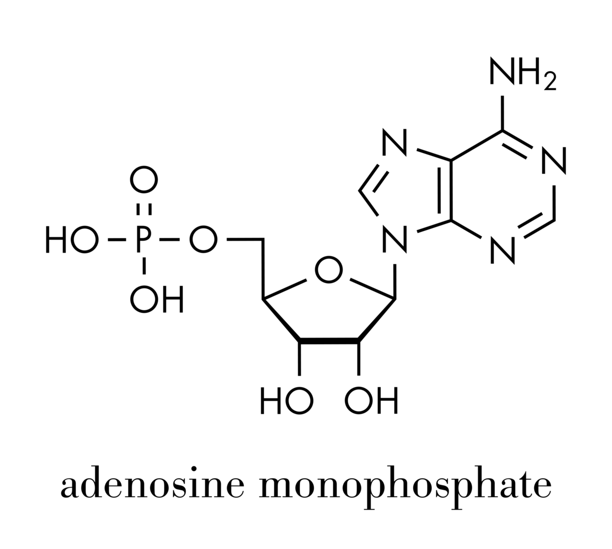 アデノシン一リン酸AMP