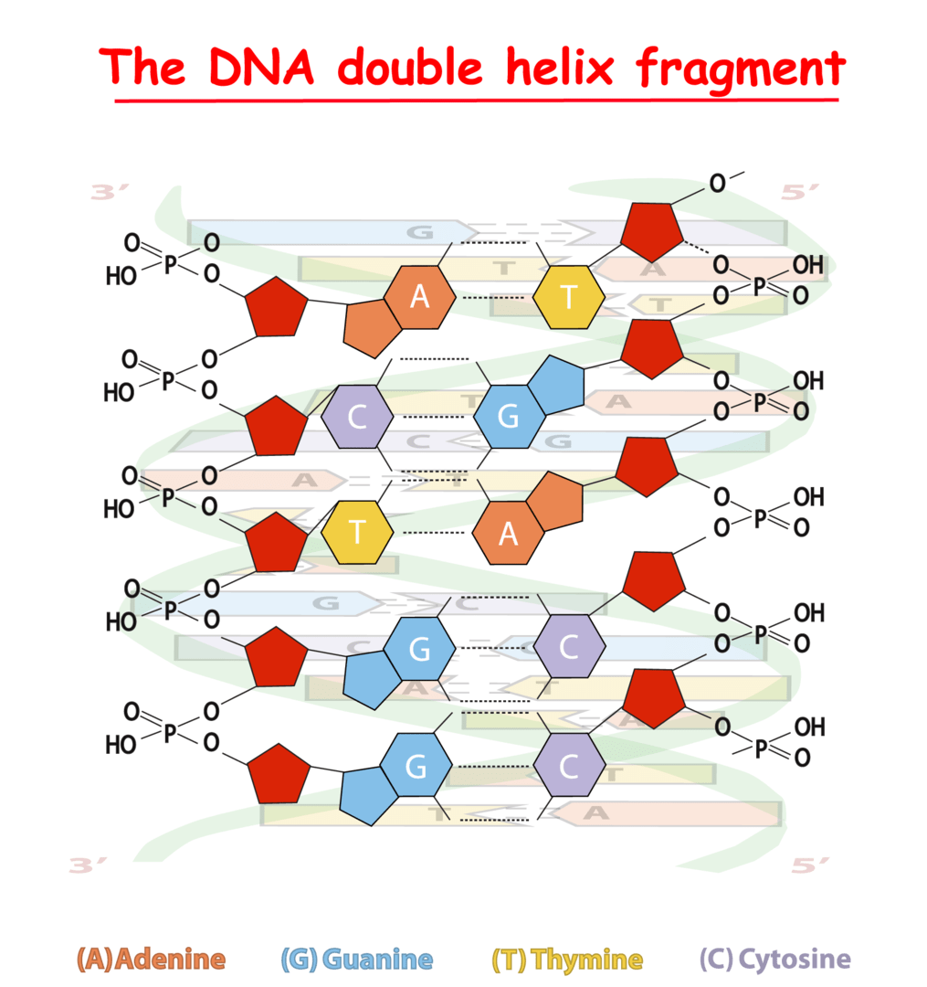DNAの塩基がホスホジエステル結合でつながっていく様子