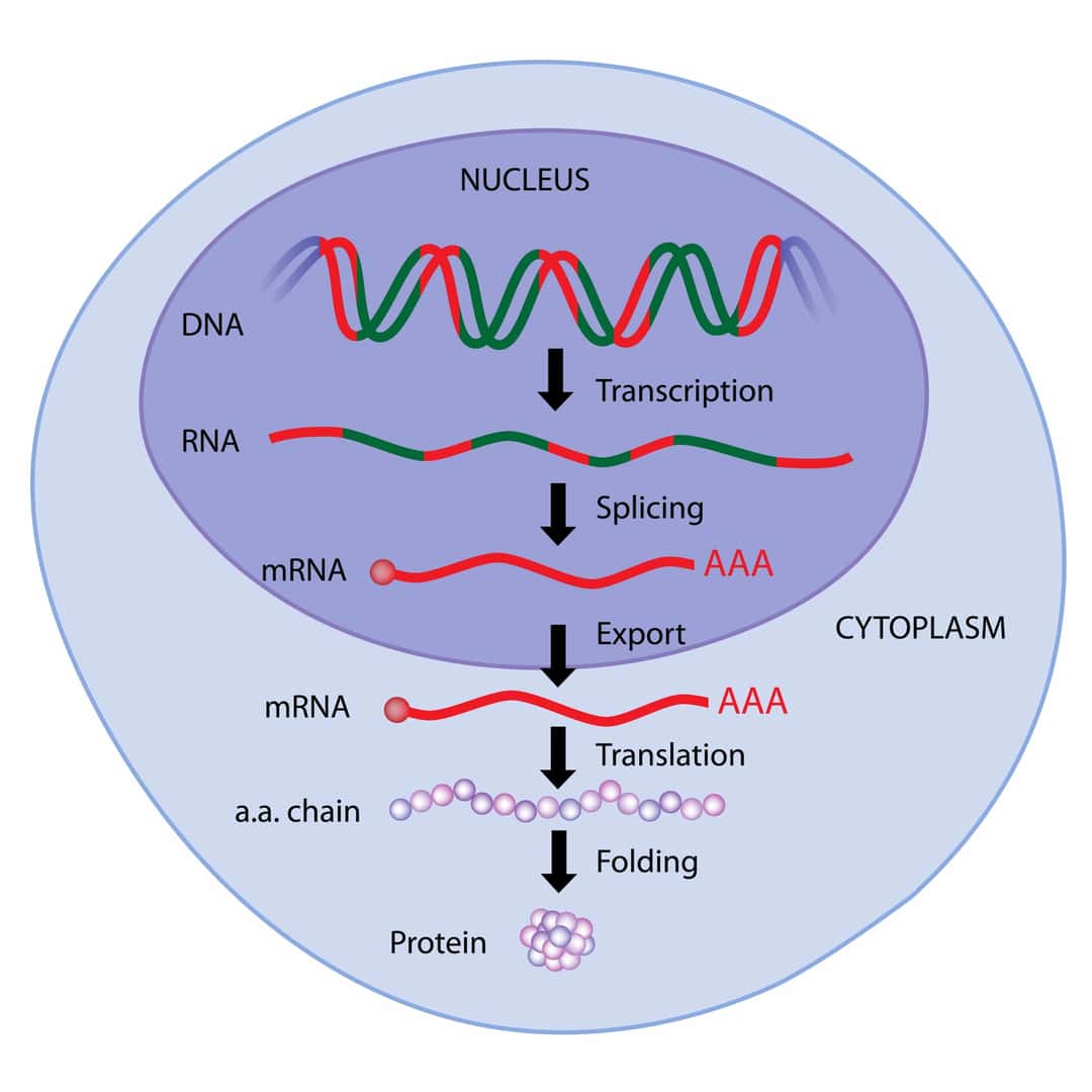 遺伝子のエクソンイントロンとmRNA、スプライシングとタンパク合成
