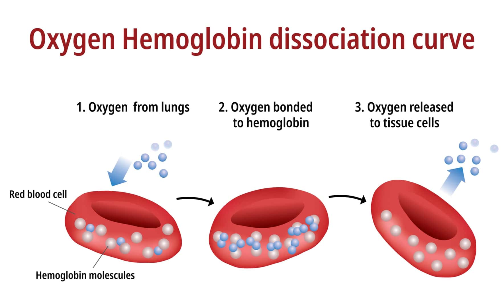 ヘモグロビンが酸素を運び放出する