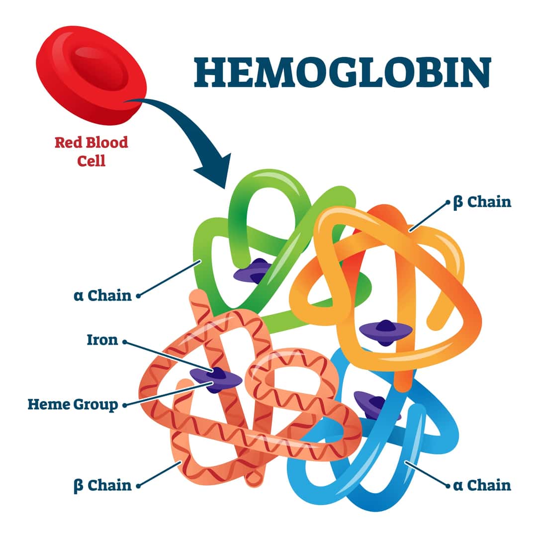 ヘモグロビンの分子構造