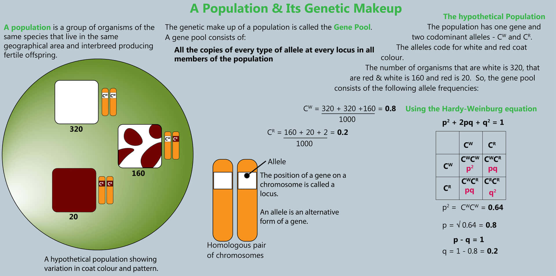集団とその遺伝子プールの概要アレル頻度