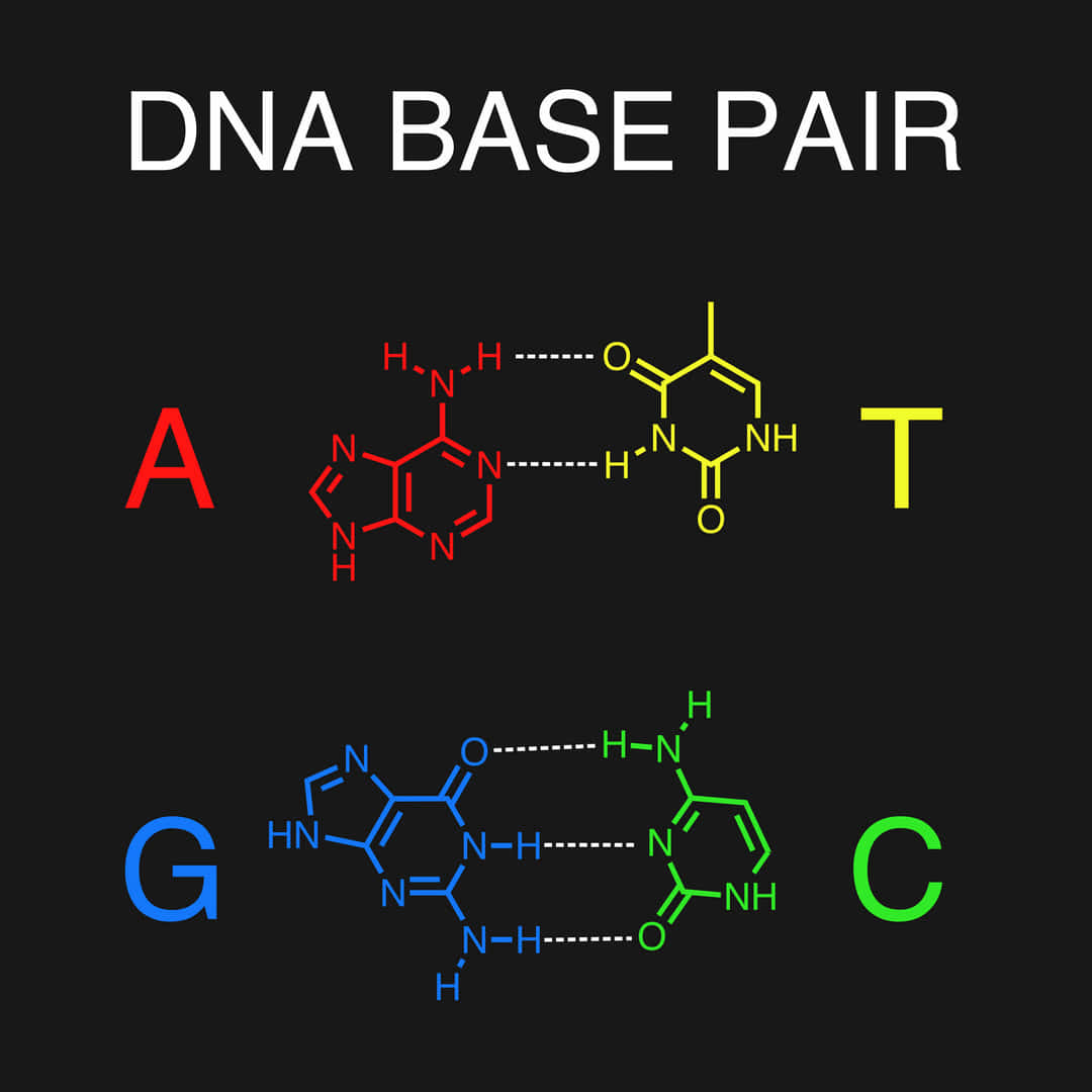 DNAを形成する塩基の水素結合