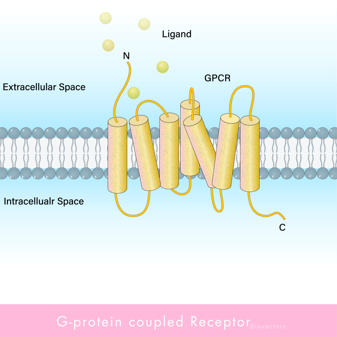 Gタンパク質共役型受容体