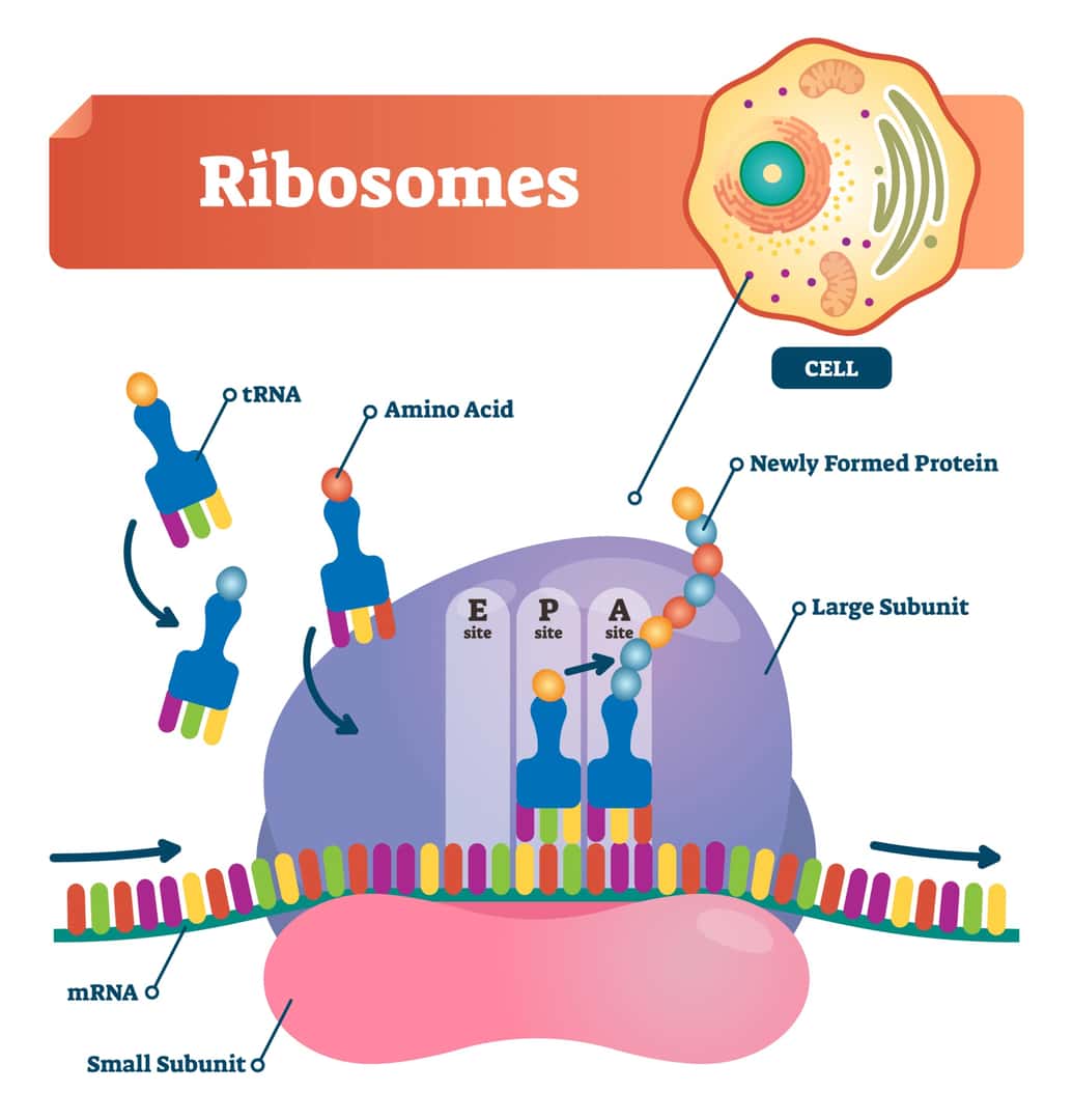 tRNAは3つのアンチコドンでアミノ酸に対応し、mRNAのコドンからリボゾーム上でタンパク合成をしていく