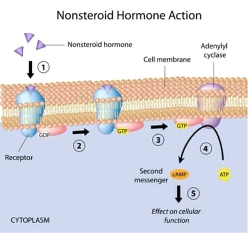 Nonsteroid hormones action