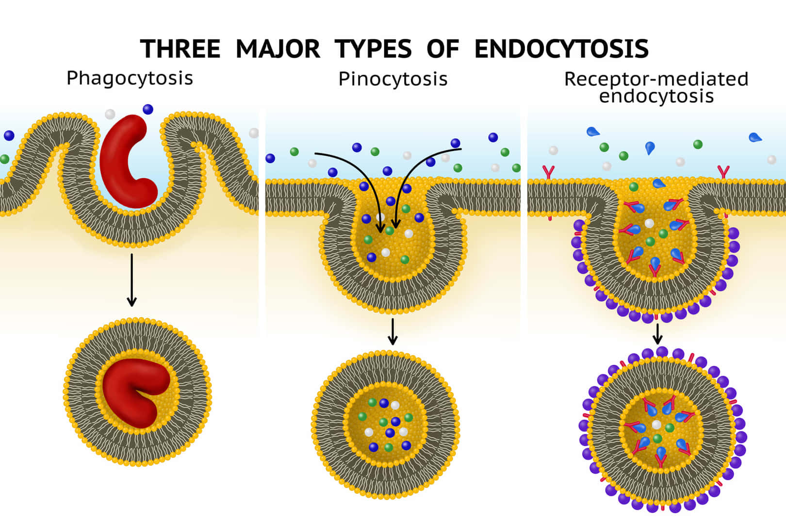 エンドサイトーシスの主な3種類。ファゴサイトーシス、ピノサイトーシス、受容体を介したエンドサイトーシス