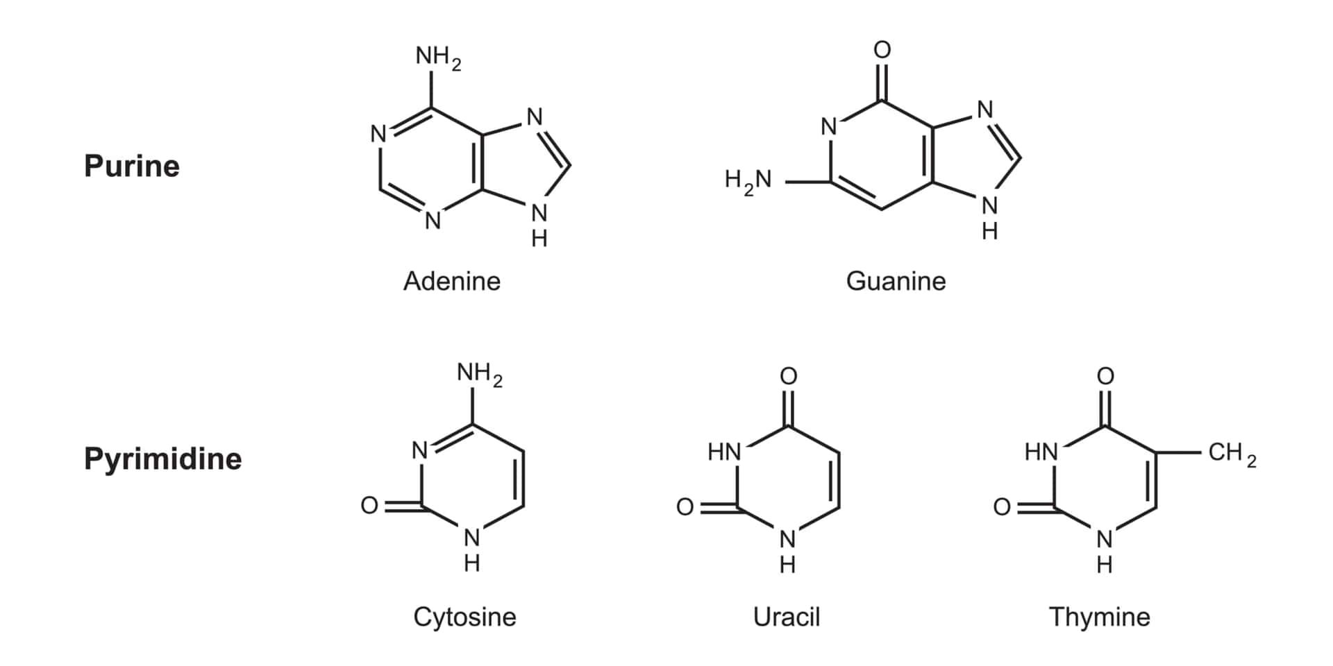 プリン塩基とピリミジン塩基