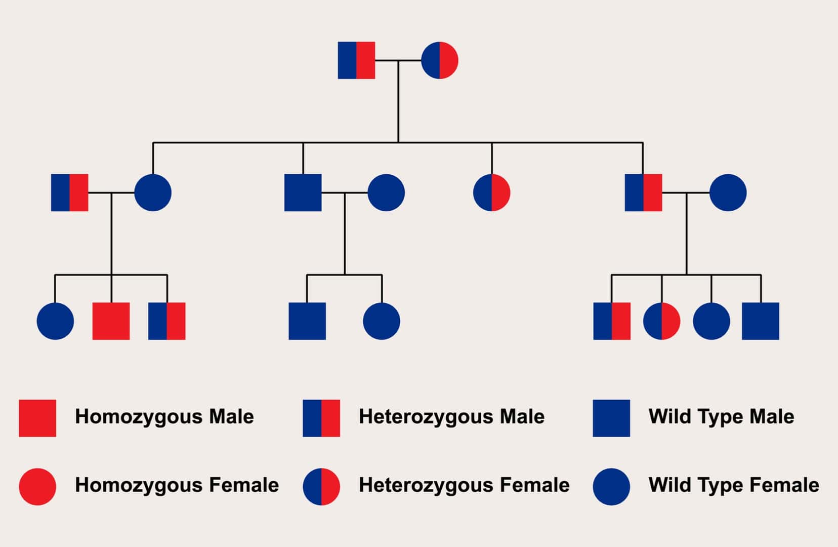 常染色体劣性遺伝の家系図例