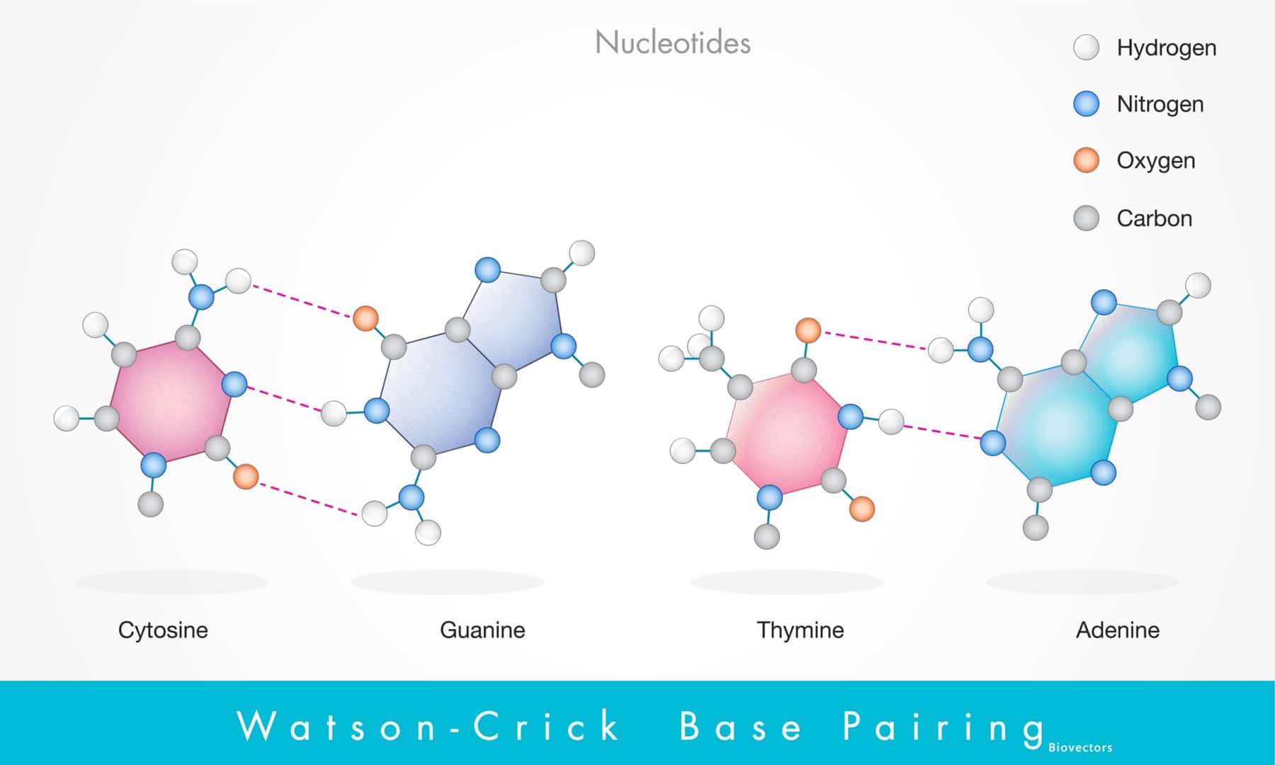 水素結合を形成するヌクレオチド、またはワトソン・クリック塩基対プリン塩基とピリミジン塩基が水素結合