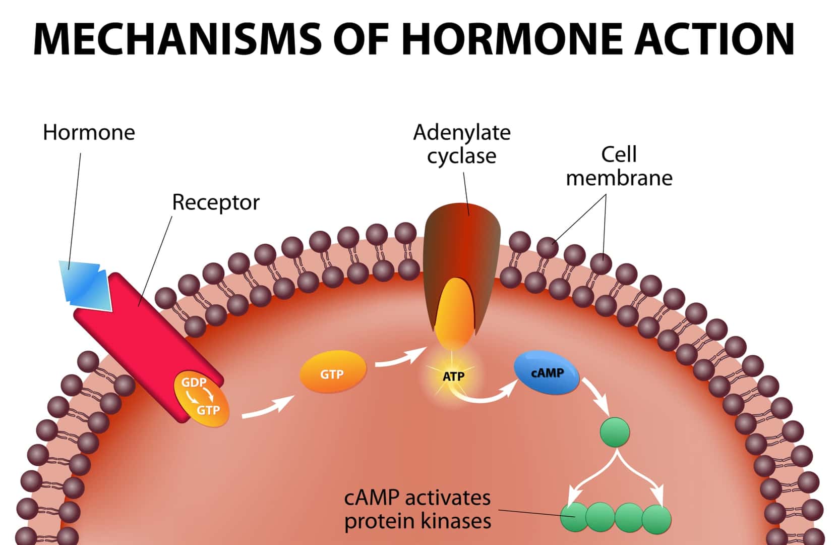 ホルモンの作用細胞膜上の受容体に結合する。ホルモンそのものが最初の伝達物質です。この受容体に結合することにより、細胞内のセカンドメッセンジャーを活性化する