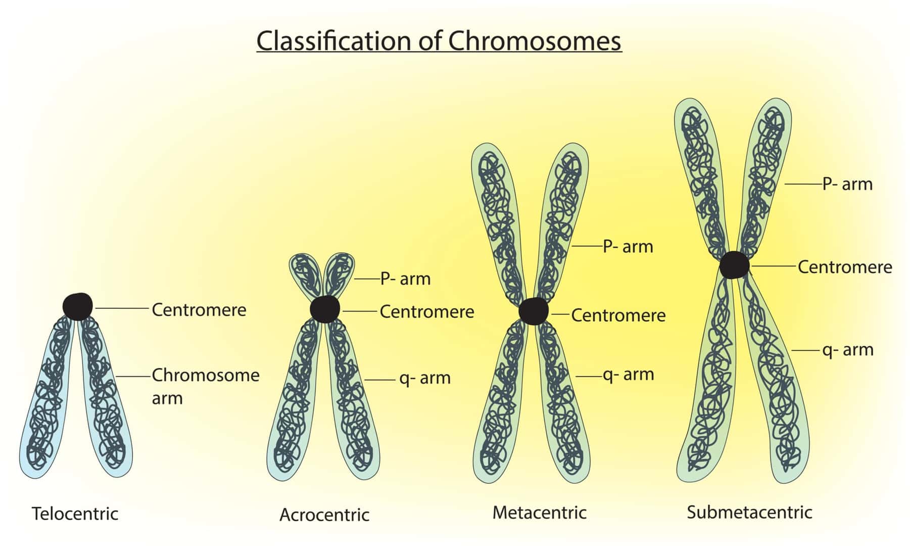 染色体の形短腕長腕テロメアセントロメア