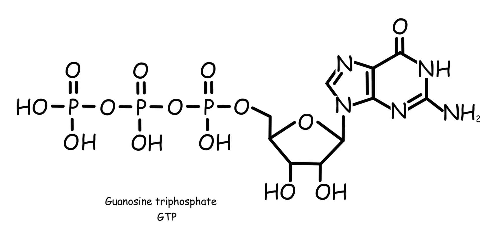 グアノシン三リン酸GTP