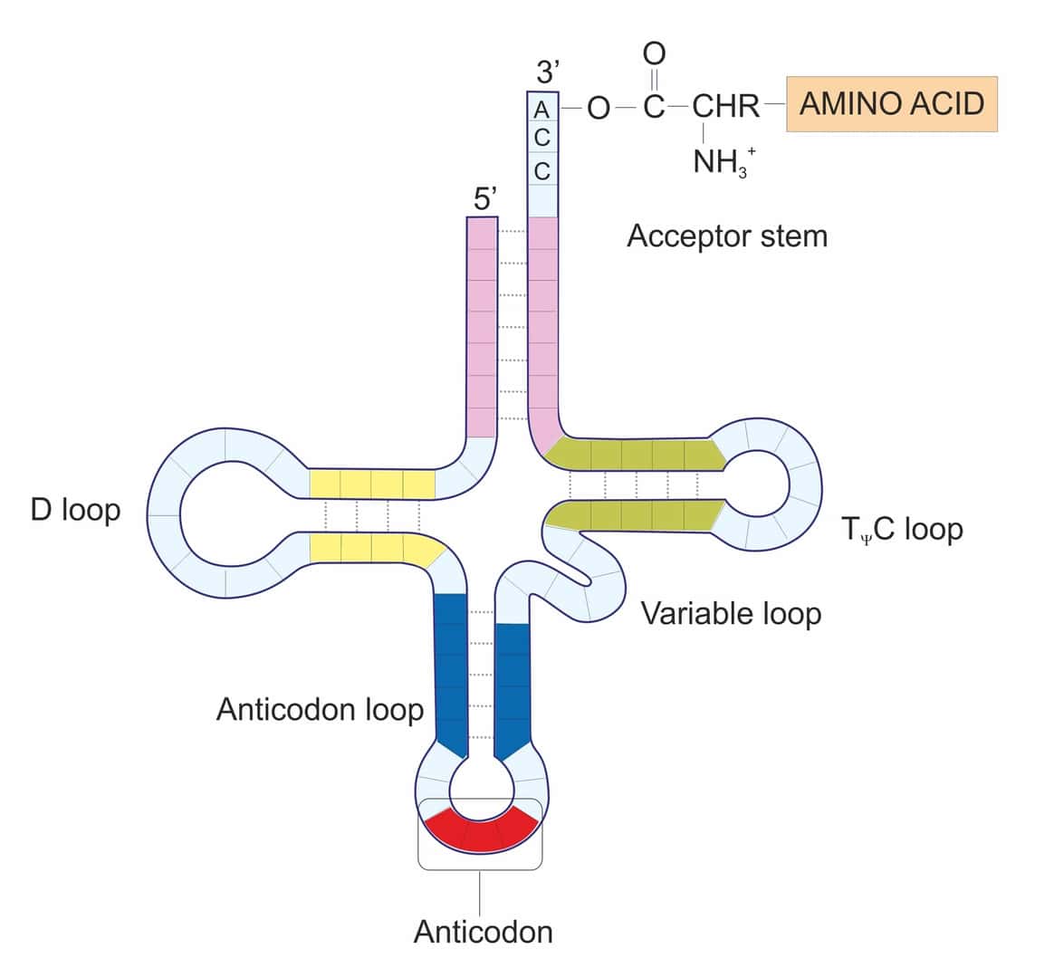 tRNAとアンチコドン