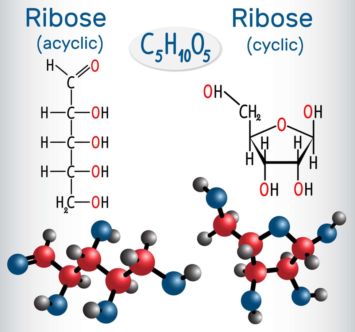 リボースとリボース（環状）の直鎖状（非環状）分子、それらは単糖である。構造化学式と分子モデル