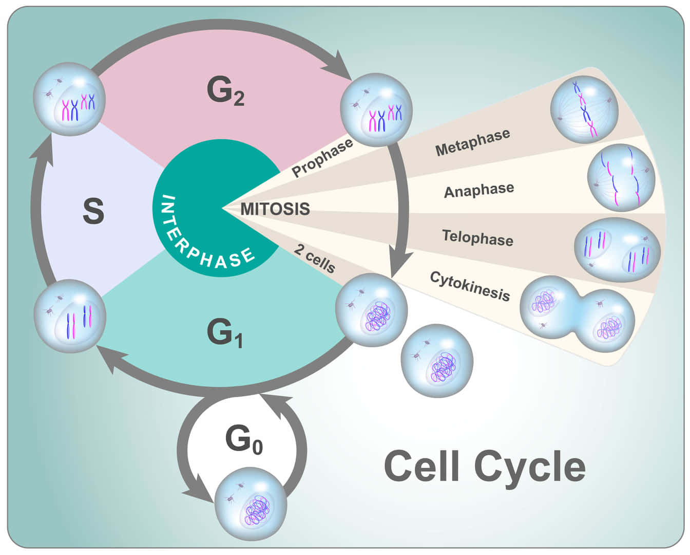 4つの段階に分けられた真核細胞の分裂周期：G1、S、G2、有糸分裂