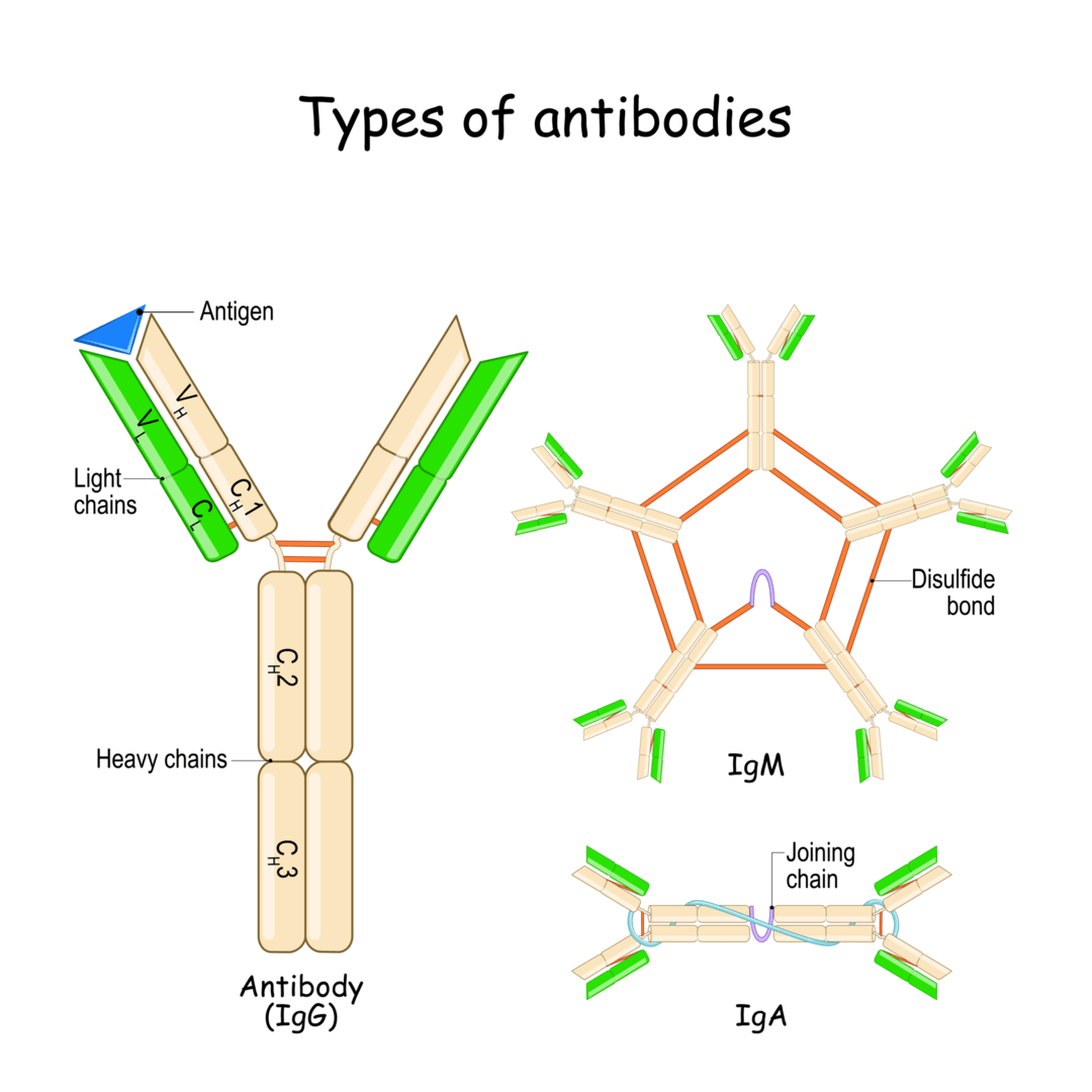 抗体の構造