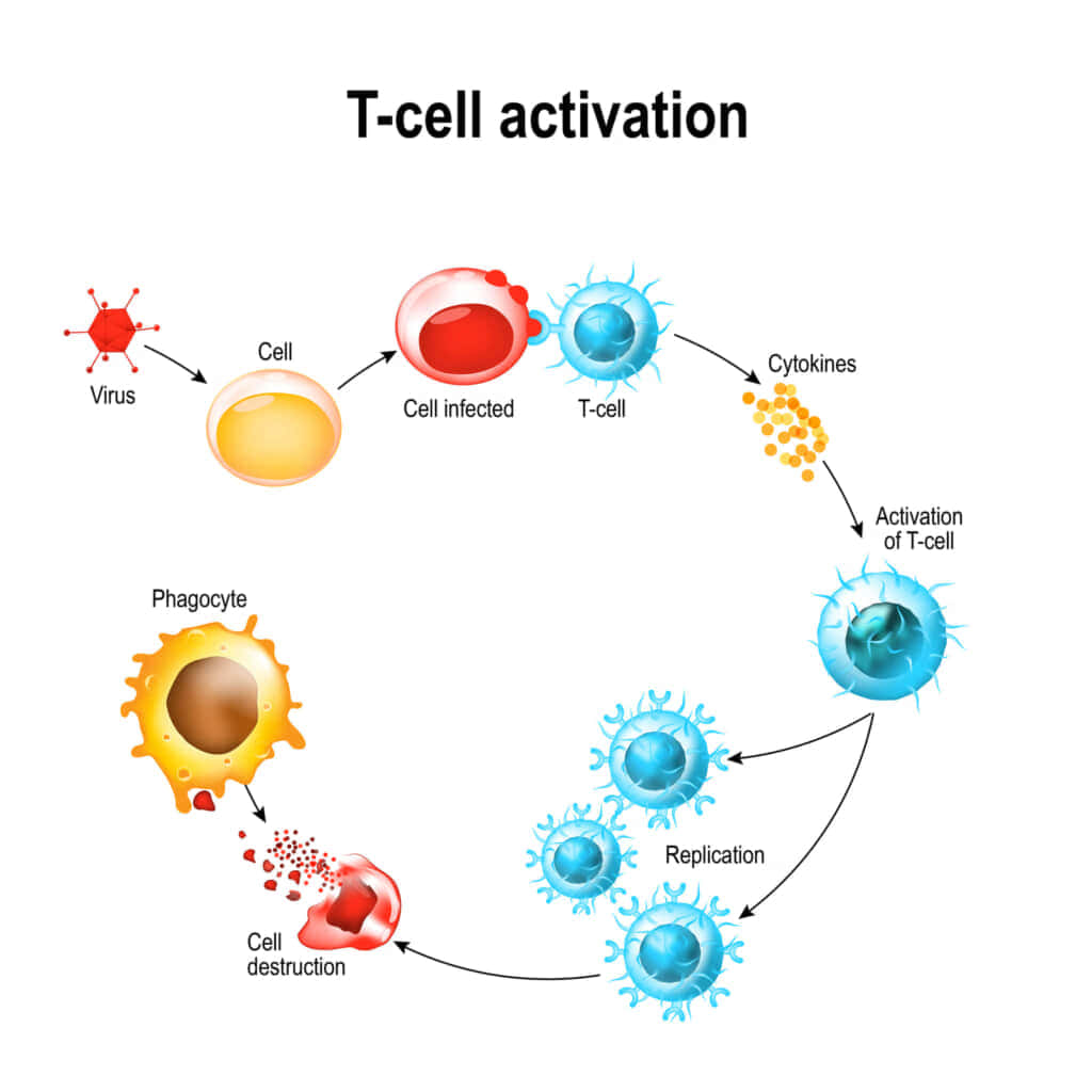 T細胞活性化