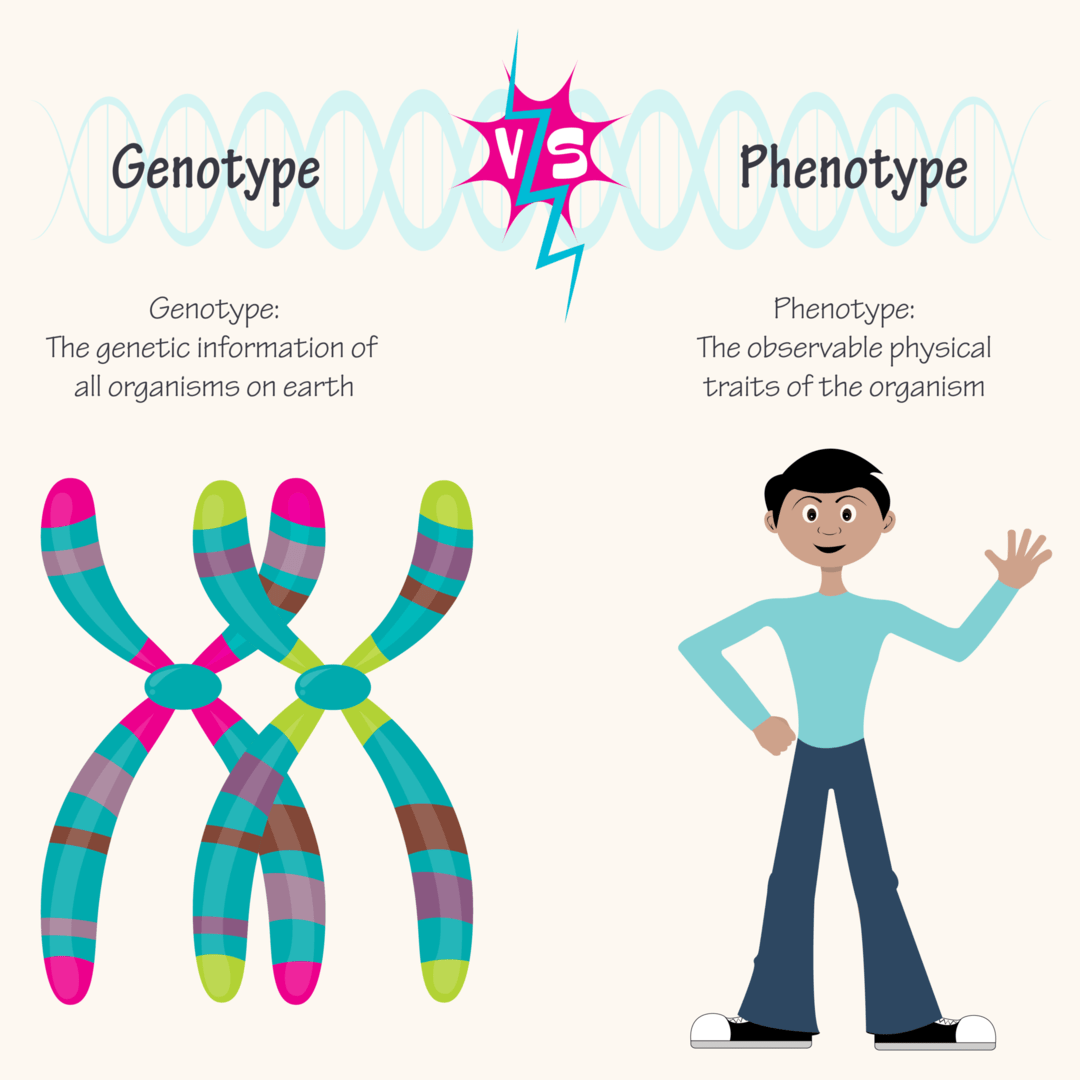 ジェノタイプとフェノタイプ　遺伝子型と表現型