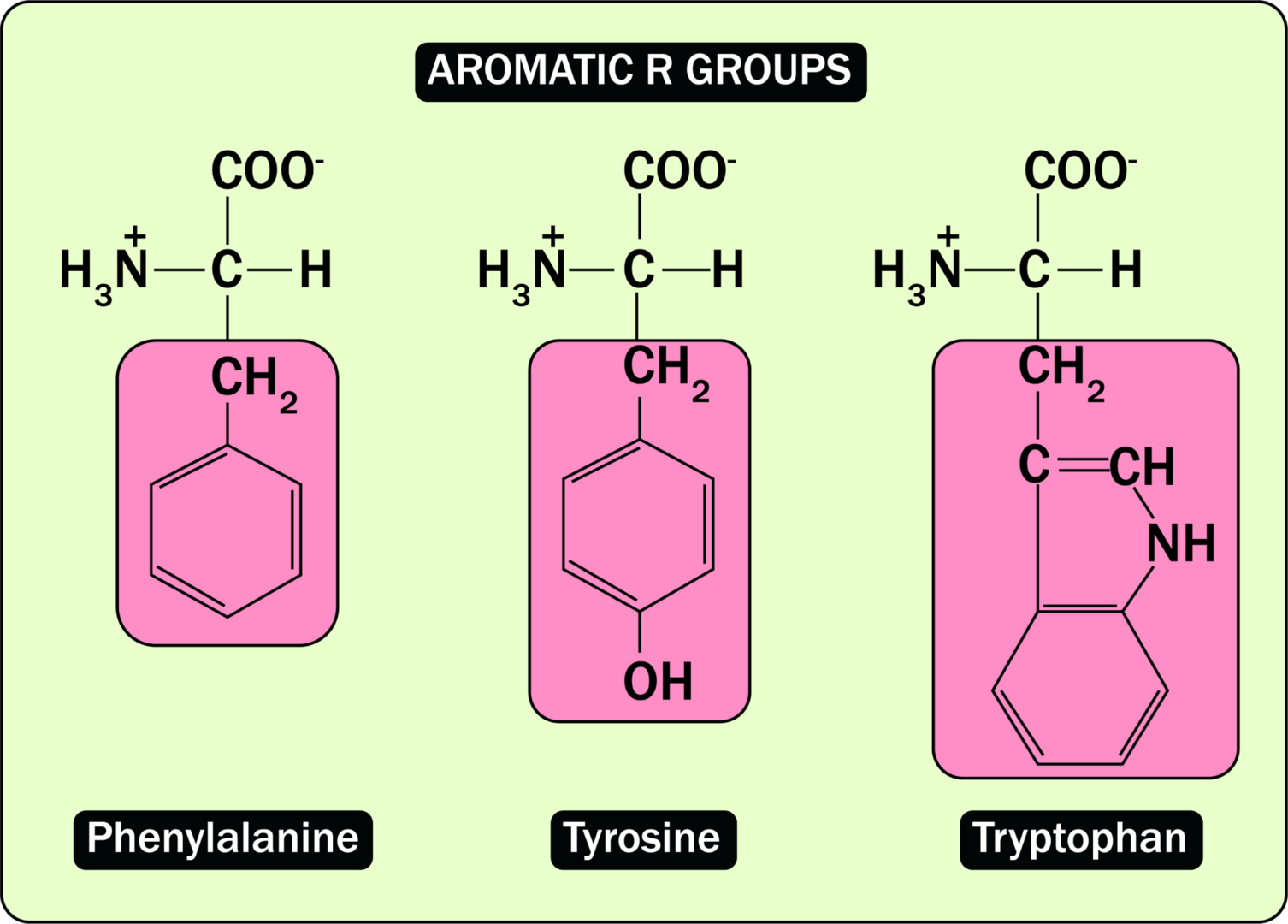 芳香族アミノ酸