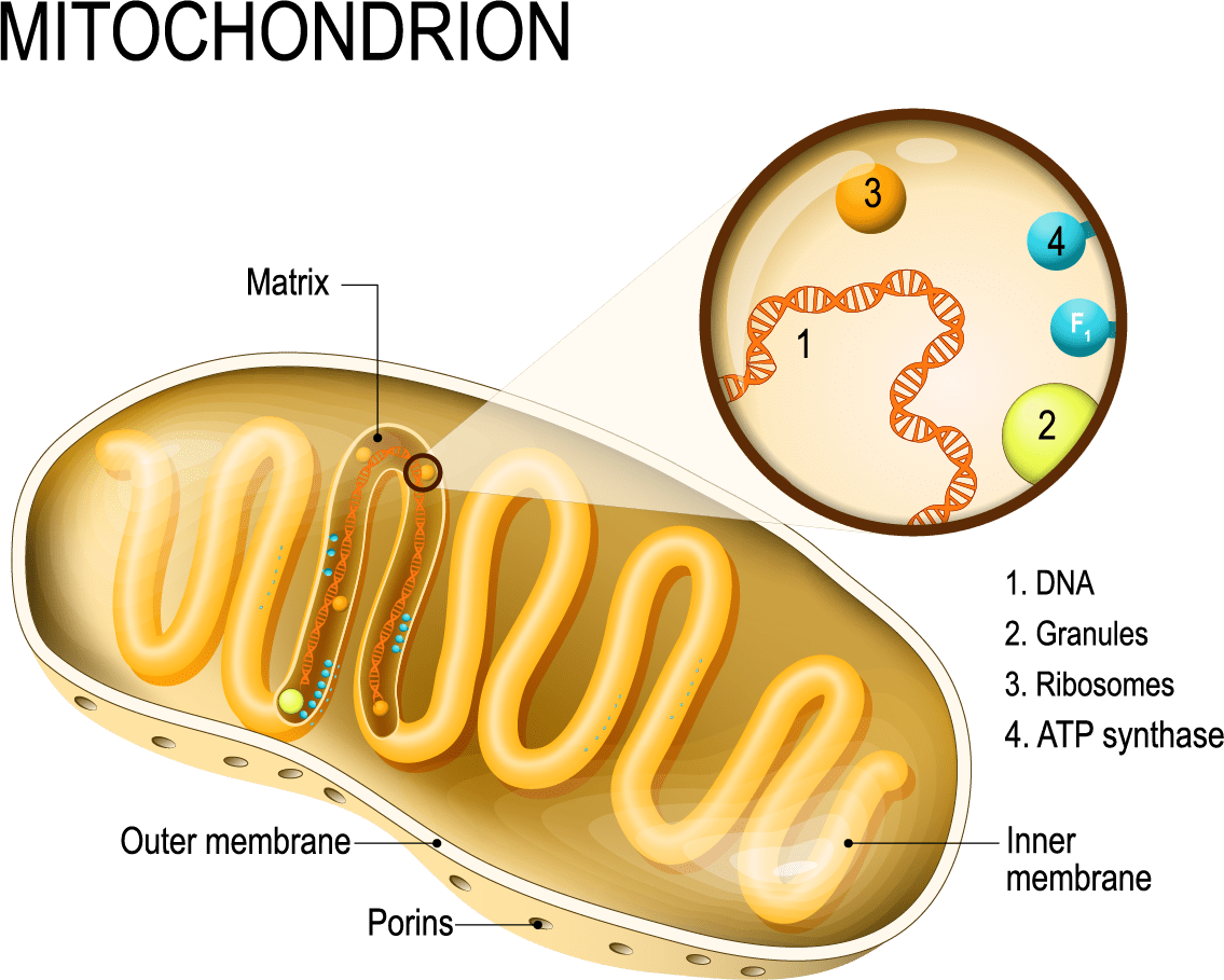 ミトコンドリアの構造とミトコンドリアDNA