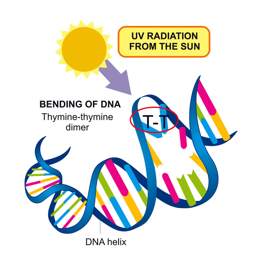 紫外線に対する暴露は、DNA分子中にチミンジマーを形成する。ダイマーの蓄積は細胞死とがんを引き起こす。