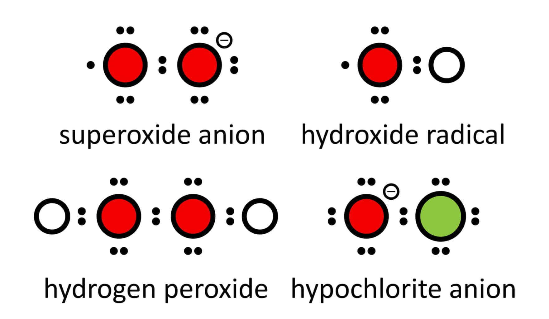 活性酸素：スーパーオキサイドアニオン、ヒドロキシドラジカル、過酸化水素、次亜塩素酸アニオン。ルイス電子ドットダイアグラム。原子を色分けした円形で表示：水素（白）、他