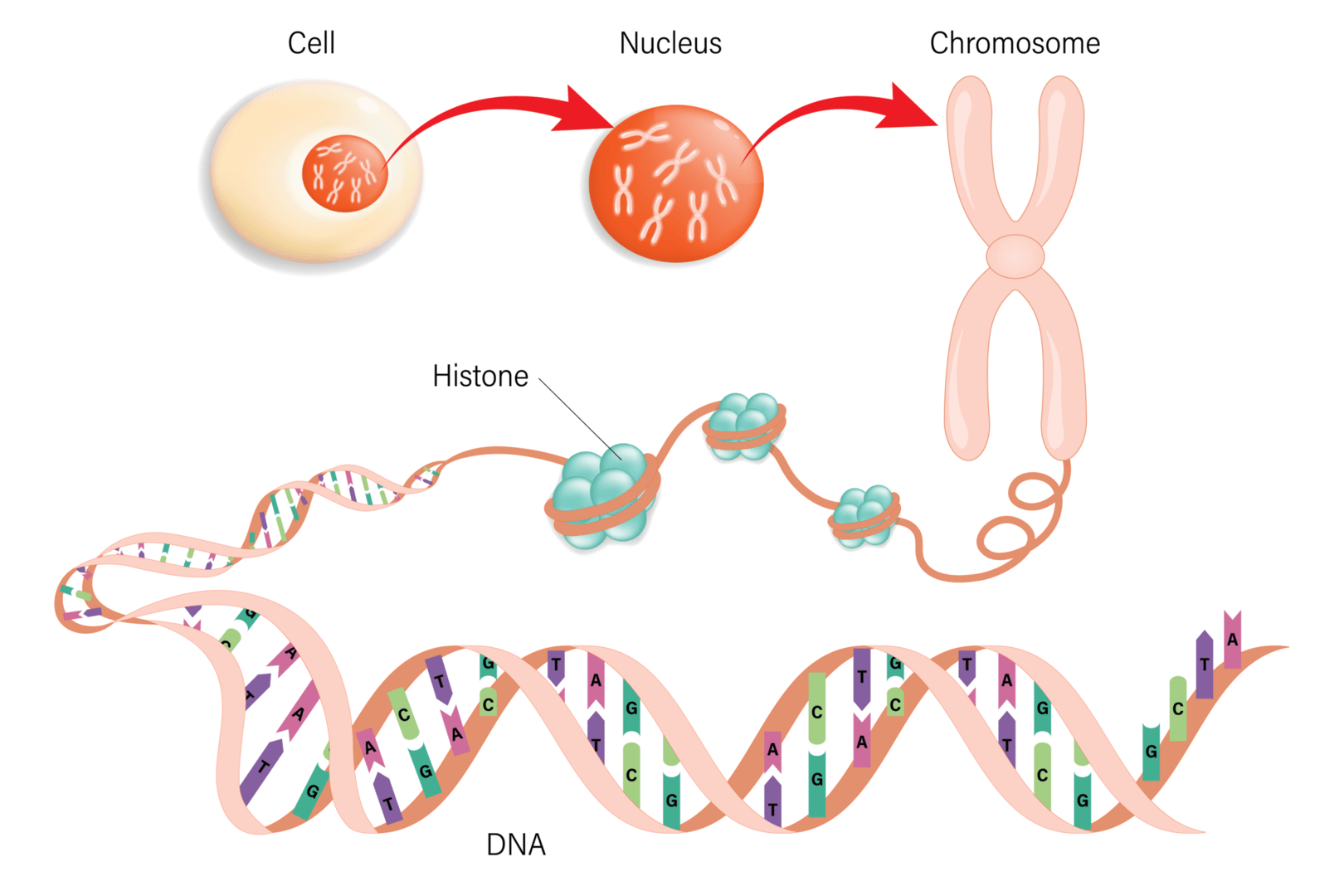 細胞構造、染色体、ヒストン、DNA（デキソキシリボ核酸）の図