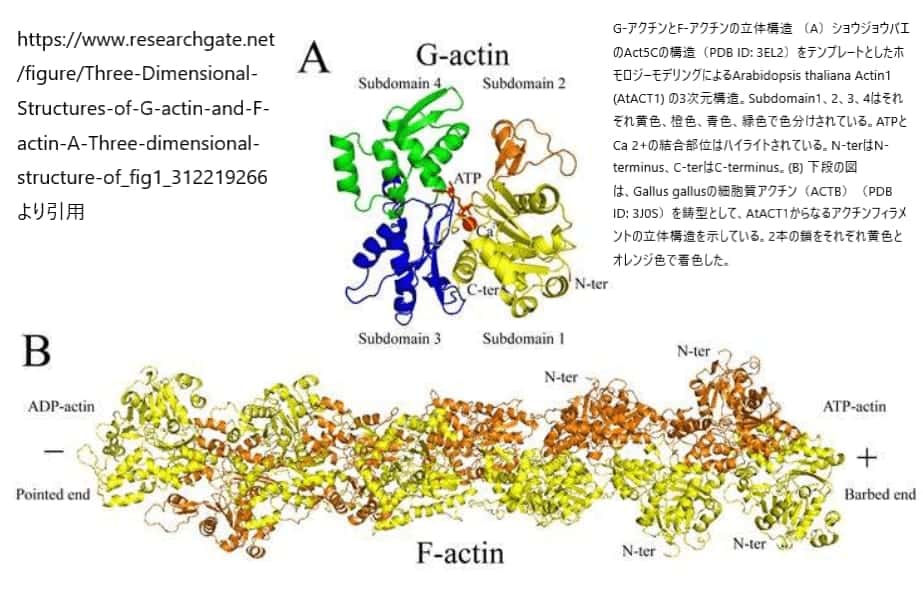 アクチン分子の構造