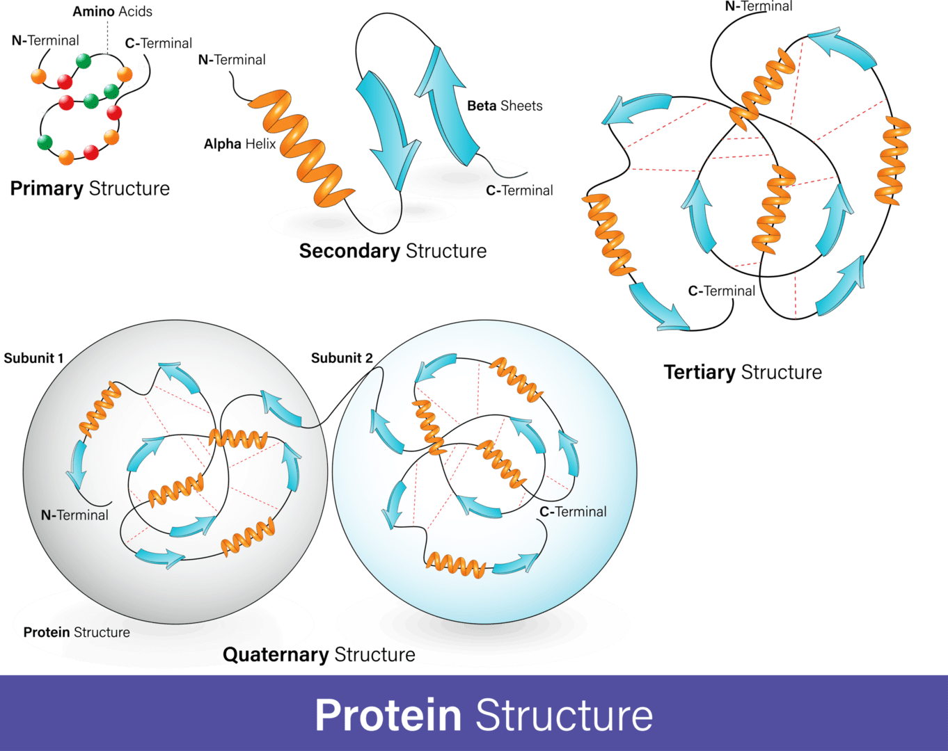 タンパク質の構造とフォールディング