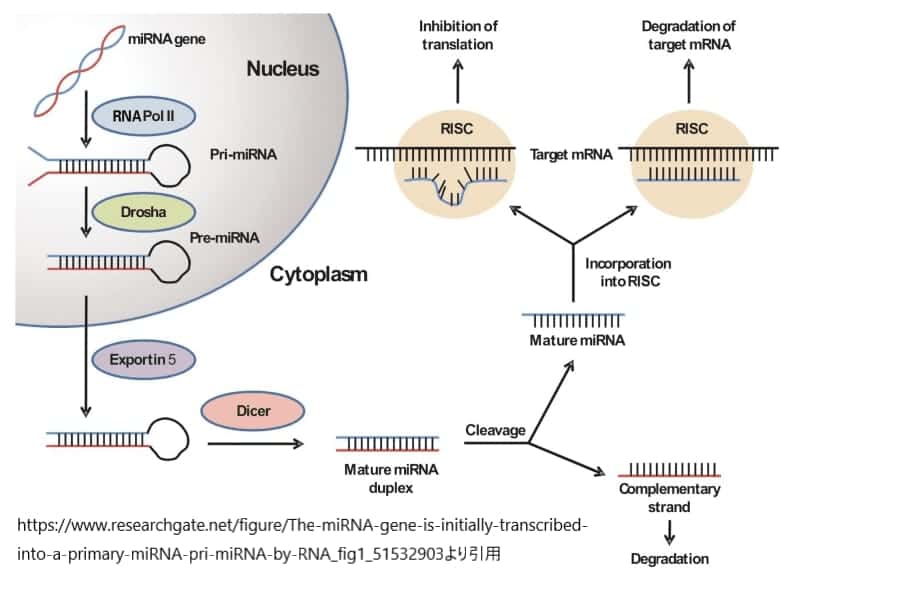 miRNAの合成過程