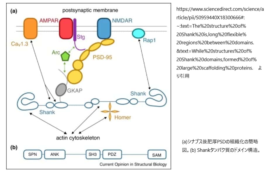 シナプス後肥厚とshankタンパク