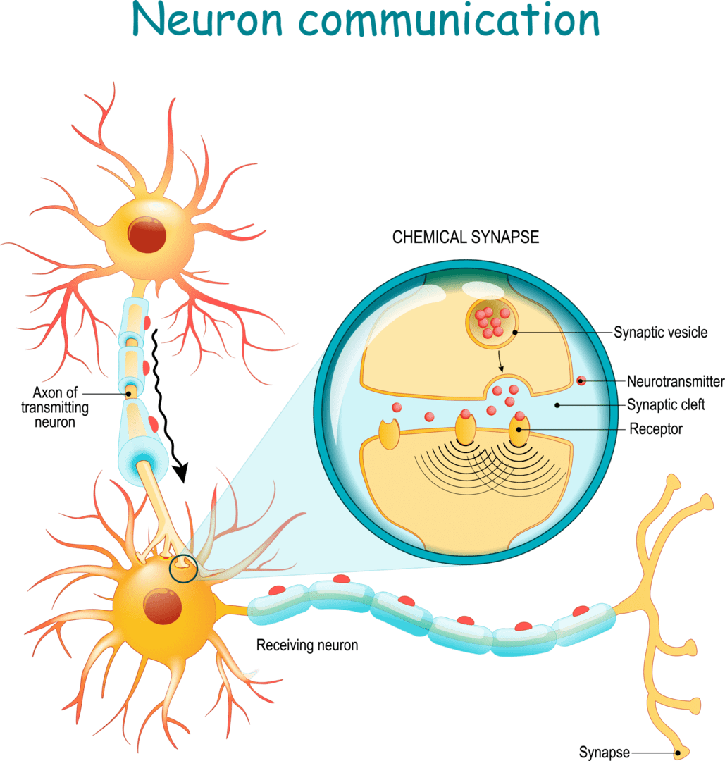 神経細胞のコミュニケーション。軸索とシナプスを持つ2つのニューロン間の神経信号の伝達。シナプス。