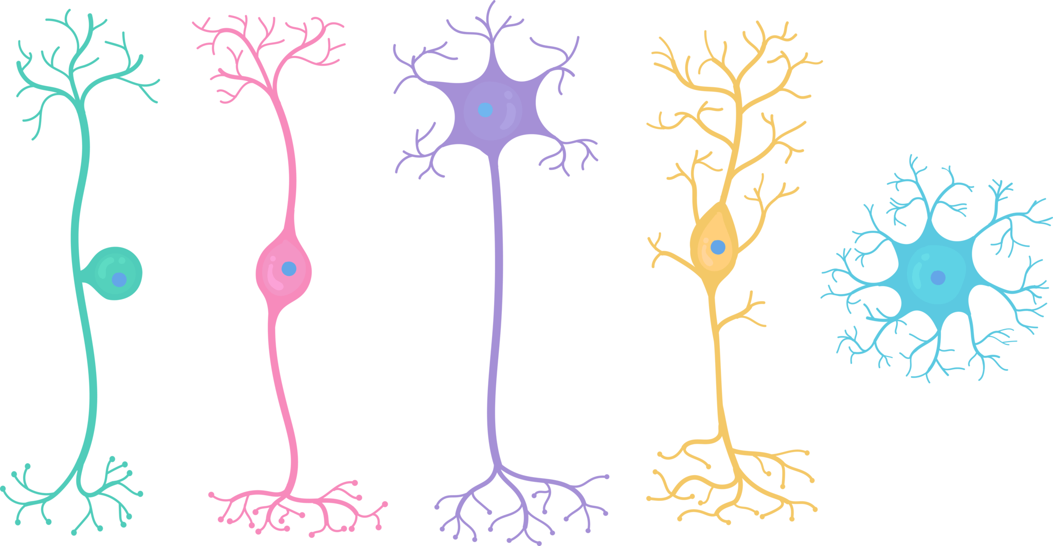 神経細胞の基本的な形