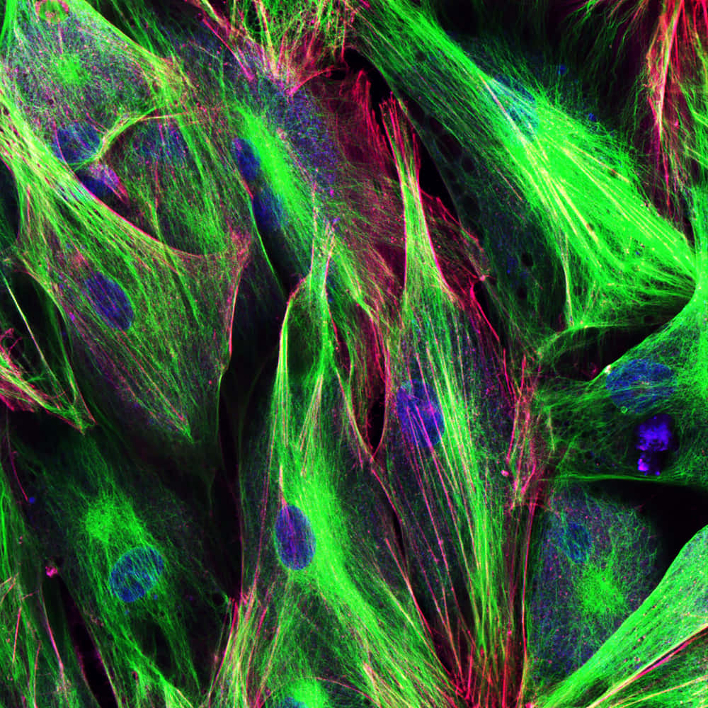 培養中のヒト皮膚細胞の蛍光顕微鏡写真。核は青色、アクチンフィラメントは赤色、チューブリンは緑色で標識されている