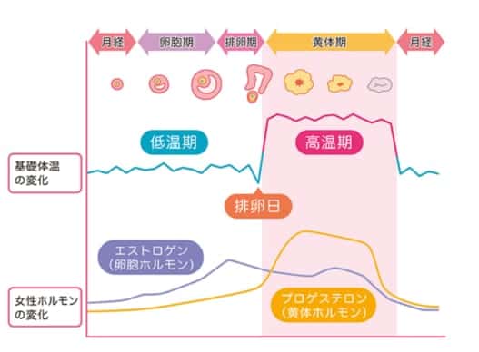 妊娠した 高温期に体温ゆっくり上昇する原因や妊娠初期に観察すべきこと